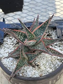極上　アロエ　ハイブリッド　aloe hybrid アロエハイブリッド　発根済み 極上 アロエ ハイブリッド aloe hybrid アロエハイブリッド 発根